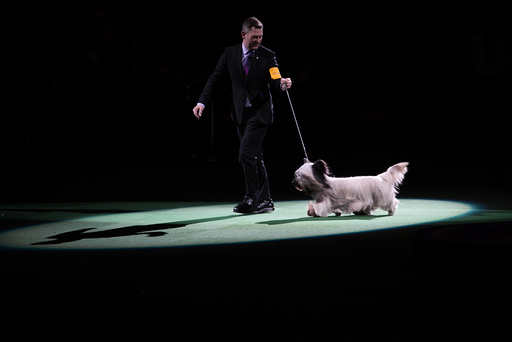Westminster dog show runner up