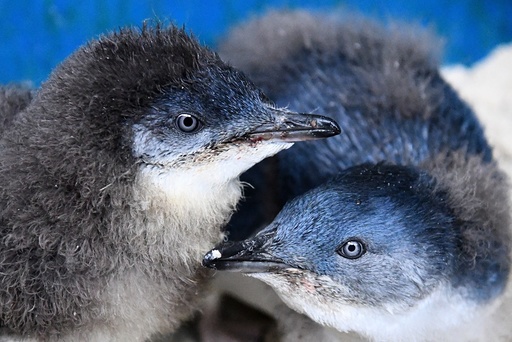 Penguin chicks at Melbourne Zoo