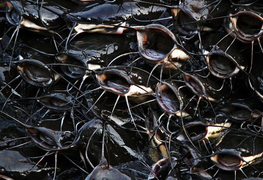 Catfish gather in the corner of the Gundalao lake as they wait to be fed by passersby in Kishangarh