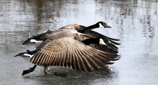 Canada goose on frozen lake in Mannheim