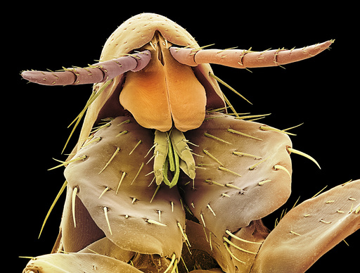 Human flea, SEM
