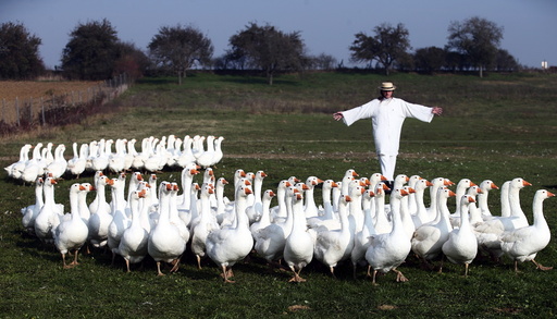 Breeder Marth rounds up a gaggle of geese in a pasture in Strem in Austria's Burgenland province