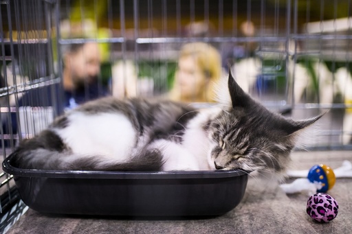 Cat show in Hungary