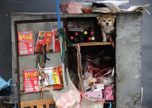 A dog sits in a street vendor's trunk on a bicycle in Beijing