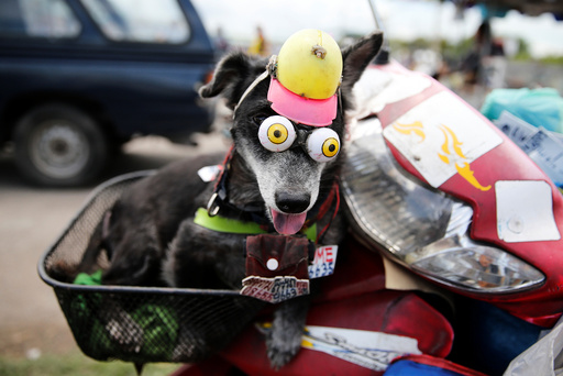 A dog wears fake eyes while riding a motorcycle in Samut Sakhon