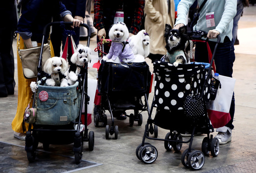 Visitors carry their pet dogs on pet strollers during Interpets in Tokyo