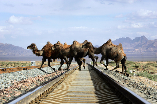 A row of camels cross a track of the Qinghai-Tibet Railway in Delingha County