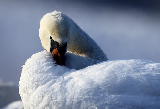 A mute swan is seen in a lake as the temperature dropped to around minus 23 degrees Celsius (minus 9.4 degrees Fahrenheit) on the outskirts of Minsk