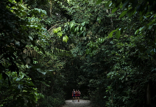The Wider Image: Rainforest in the city