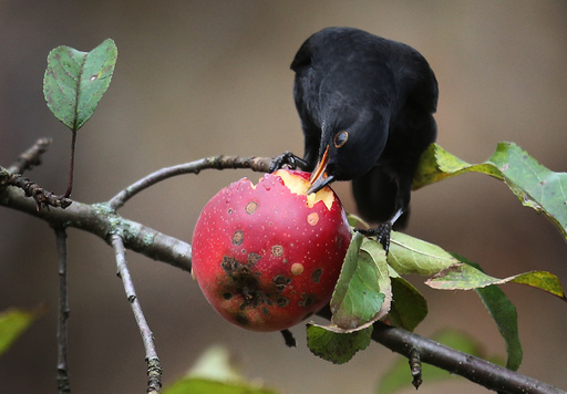 Blackbird in apple tree
