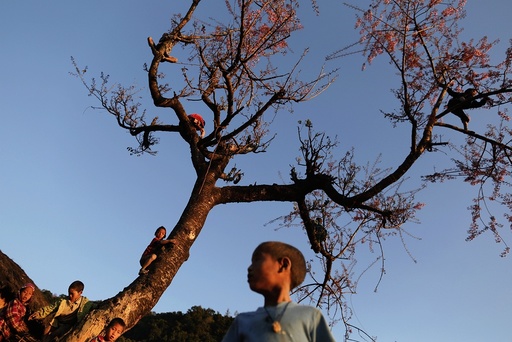 Naga boys climb a tree to collect cherry blossom in Yansi village, Donhe township in the Naga Self-Administered Zone