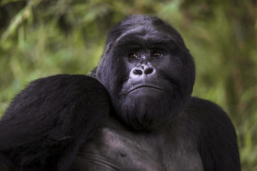 Bugingo is seen at Mgahinga Gorilla National Park