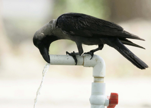 A bird cools itself down from the heat at a water tap in Hyderabad
