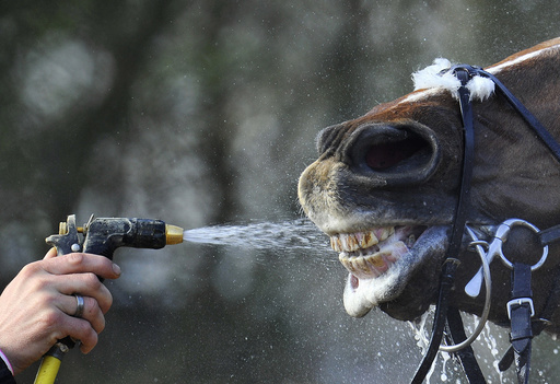 Horse is cooled down after racing during the Cheltenham Festival horse racing meet in Gloucestershire, western England