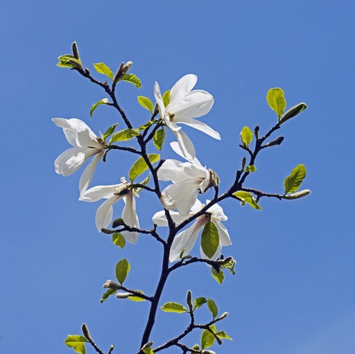 Snømagnolia (Magnolia kobus borealis) i full blomst. Botanisk hage. Oslo