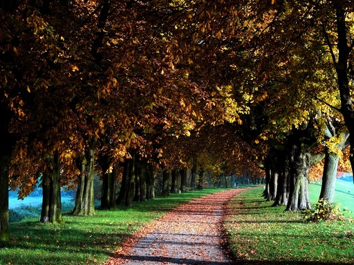 The Horse-Chestnut Avenue in authum colours