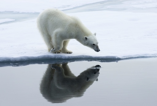 Isbjørn (Ursus maritimus) speiler seg selv i vannflaten. Drivis, Polhavet. Svalbard. Arktis.