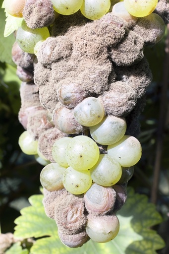 Mouldy grapes on the vine