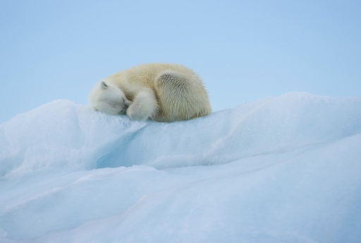 Isbjørn (Ursus maritimus) hviler på isfjell. Austfonna, Nordaustlandet, Svalbard. Arktis.