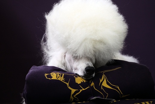 Dogs Compete In The 139th Annual Westminster Kennel Club Dog Show
