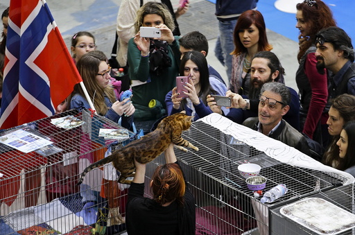 People look at a Bengal cat during the Mediterranean Winner 2016 cat show in Rome