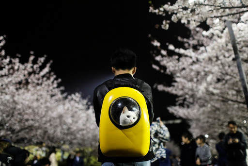 A man carries his pet cat as he walk under the cherry blossoms at Tongji University in Shanghai
