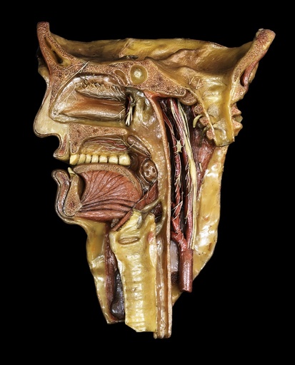 Head and throat model, 18th century