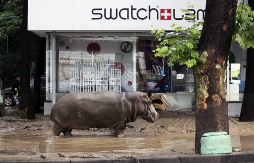A hippopotamus walks across flooded street in Tbilisi