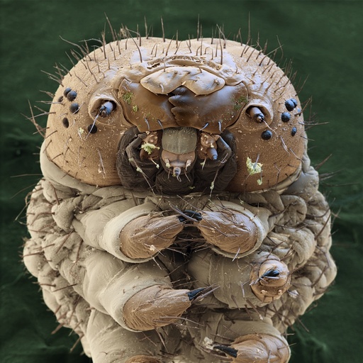 Silkworm head, SEM