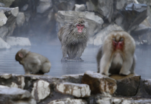 A Japanese macaque sits on a rock inside a hot spring at a valley in Yamanouchi town