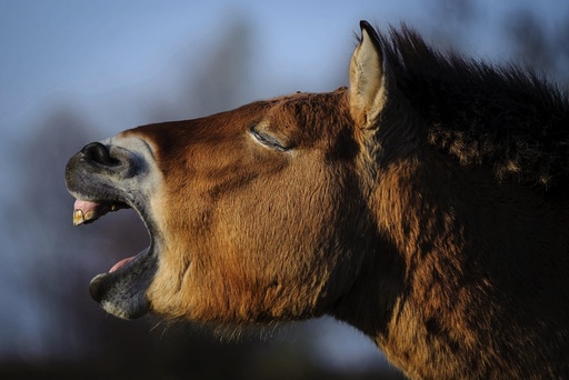 Relocating Przewalski's horses to Russia's Orenburg Reserves