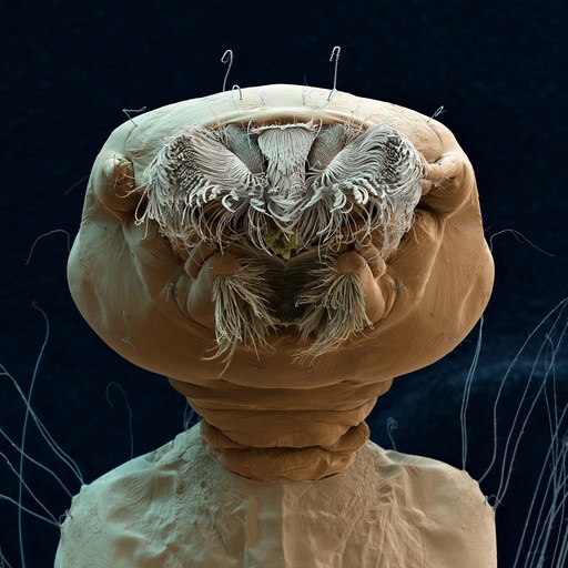 Aedes aegypti mosquito larva, SEM