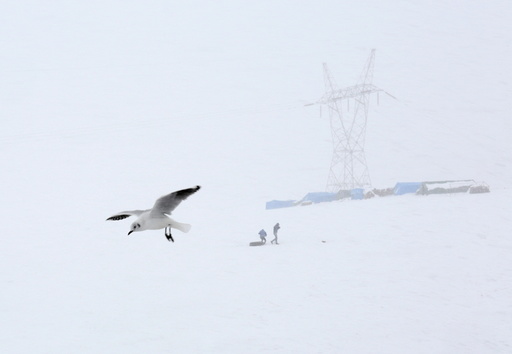 A seagull is seen during a snowstorm in La Cumbre