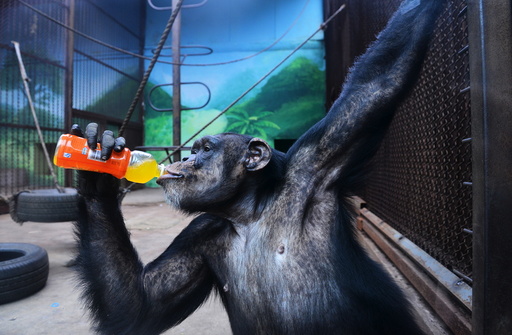 A chimpanzee drinks beverage to cool off the summer heat in Shenyang