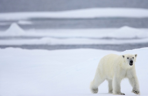 Isbjørn (Ursus maritimus) i drivisen. Drivis. Hvitbjørn. Verdens største landrovdyr. Kjøtteter. Rovdyr. Bjørn. Spitsbergen. Arktis. Svalbard