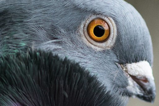 Breeders present Chinese Owl pigeons