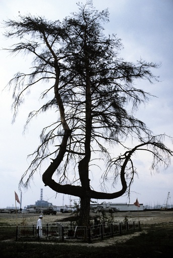 Pine tree near Chernobyl power station