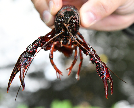 Crayfish catching campaign concluded