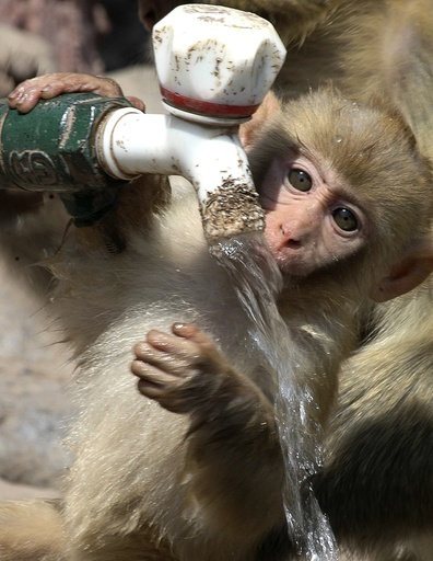 A macaque drinks tap water to cool down in Jiyuan, Henan