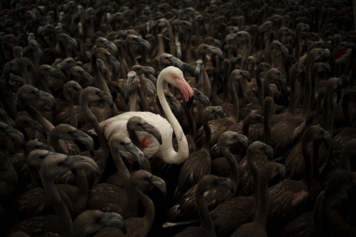 Flamingo and flamingo chicks are seen in a corral before being fitted with identity rings at dawn at a lagoon in the Fuente de Piedra natural reserve, in Fuente de Piedra, near Malaga, southern Spain