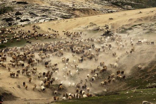 A herdsman riding a horse directs a large herd of cattle, sheep and goats as they migrate to the summer pasturing areas at a mountainous region in Altay Prefecture