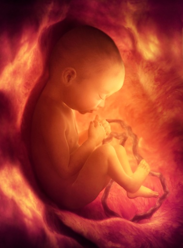 Human foetus in the womb, artwork
