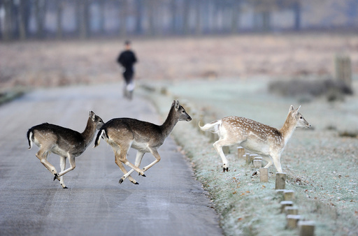 Deer run across the road as a man jogs through Richmond Park in south west London