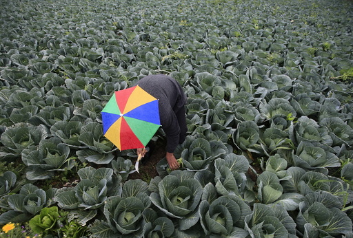 A farmer harvests broccoli in the town of al-Ansariyeh south of Sidon