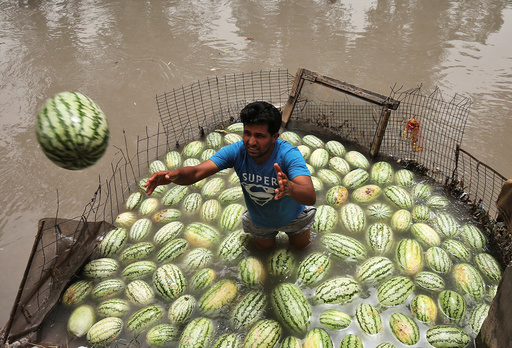 A vendor throws a watermelon that was kept in the waters of a canal to keep the melons cool, towards a customer on a hot summer day in Jammu