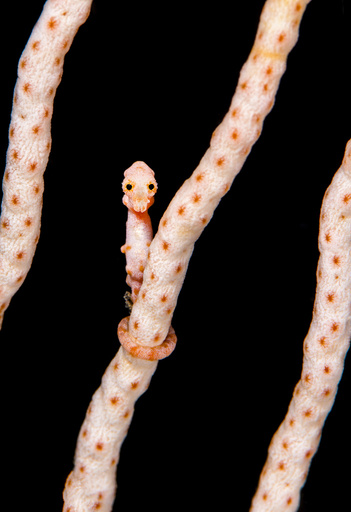 Female Denise's pygmy seahorse (Hippocampus denise) on coral seafan (Annella mollis) Misool, Raja Ampat, West Papua, Indonesia. Ceram Sea.