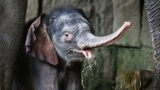 A four-day-old baby elephant is presented to the media at the Tierpark Zoo in Berlin