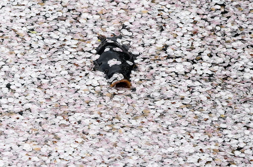 A carp swims in the Chidorigafuchi moat covered with petals of cherry blossoms in Tokyo