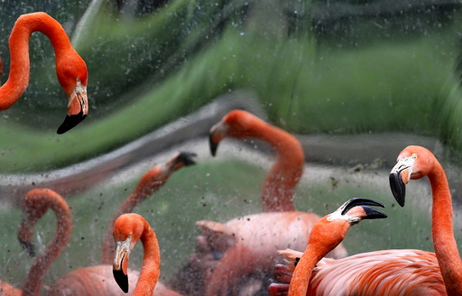 Caribbean flamingos are seen in their enclosure at Antwerp's zoo