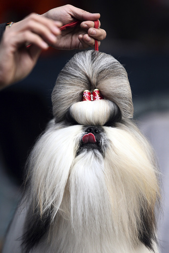 Owner of a Shih Tzu takes part in a dog show in the eastern Indian city of Kolkata